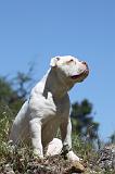BOULEDOGUE AMERICAIN 059
